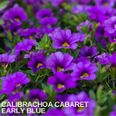 Calibrachoa Cabaret Early Blue Plants (Set of 3 or 6)