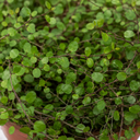 3 Muehlenbeckia Green Wire Vine Plants, 9cm Pots