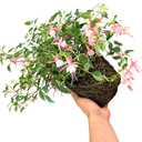 1 Large, Outdoor Garden Ready Plant - Fuchsia Alice Hoffman, Peat Free 2L Pot