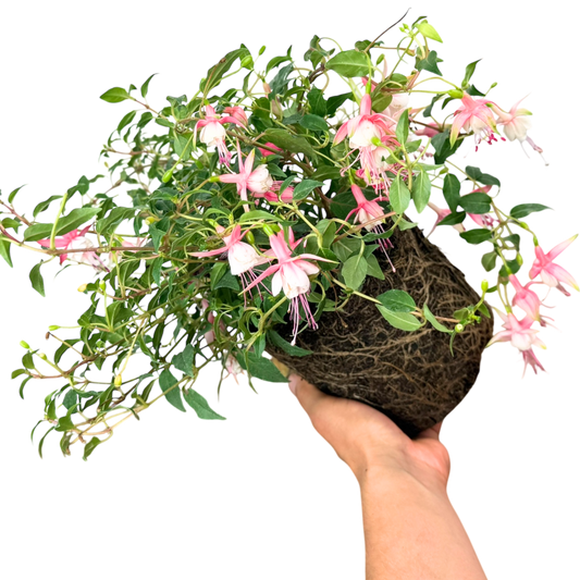 Fuchsia 'Alice Hoffman' – Hardy Dwarf Fuchsia (2L Pot)