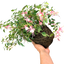 1 Large, Outdoor Garden Ready Plant - Fuchsia Alice Hoffman, Peat Free 2L Pot