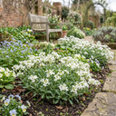 Arabis Aubris White Plants (Set of 3 or 6)
