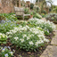 Set of 3 or 6 Large Plants - Arabis Aubris White, Ready to Plant in Your Garden, 1L