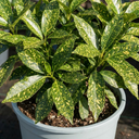 Aucuba Japonica Crotonifolia Gold Dust Spotted Laurel Plant (5L Pot)