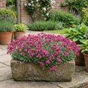 Arabis Aubrieta Deep Rose Plants