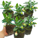Fuchsia Diva White & Violet Plants (Set of 3 or 6)