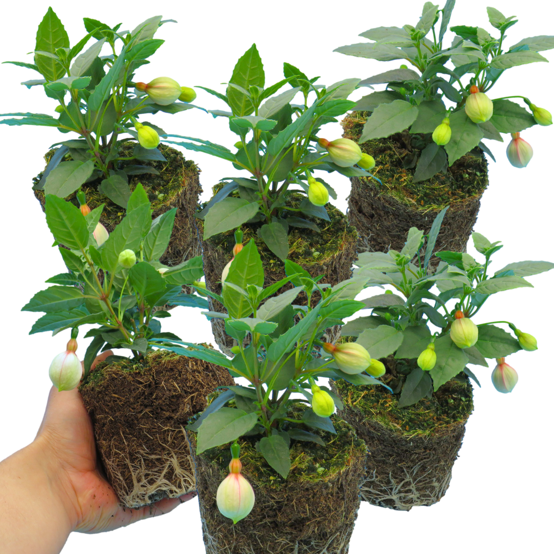 Fuchsia 'Diva White & Violet' – Summer Bedding (Set of 3 or 6)