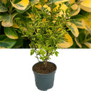 Ligustrum Aureum Plant (2L Pot)