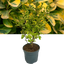 Ligustrum Aureum