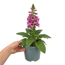 Digitalis Dalmatian Rose Plant (2L Pot)