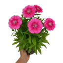 Dianthus Pink Celebration Plant (2L Pot)