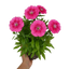 1 Large Plant - Dianthus Pink Celebration, Ready to Plant in Your Garden, 2L Pot