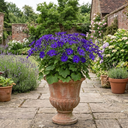 Senetti Violet Pericallis Plants