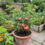 Set of 3 or 6 Large Plants - Tomato Brandy Boy Variety, Ready to Plant in Your Garden