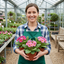 Set of 3 or 6 Large Plants - Primrose Strawberry, Ready to Plant in Your Garden, Peat Free