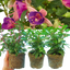 Set of 3 or 6 Large Plants - Fuchsia Diva Light Pink & Purple, Ready to Plant in Your Garden