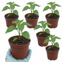Scotch Bonnet Plants (Set of 3 or 6)