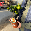 Mini Clementine Plant