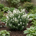 Euonymus Japonicus Paloma Blanca Plants