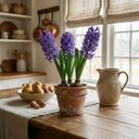 3 x 1 Litre Pots (9 Flowering Bulbs) Plant (1L Pot)