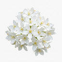 Choisya Snow Flurries Plant (3L Pot)