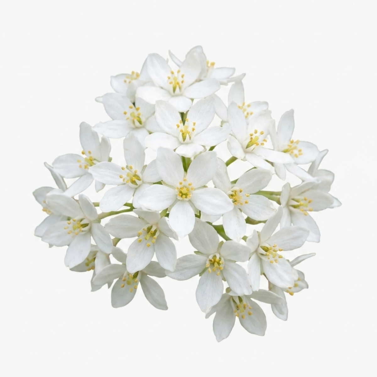Choisya 'Snow Flurries' (Mexican Orange Blossom) – Scented Evergreen Shrub (3L Pot)