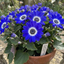 1 Large Bedding Plant - Senetti Blue Bicolour, Outdoor Garden Ready, 2L Pot