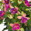 Set of 3 or 6 Large Plants - Fuchsia Diva Light Pink & Purple, Ready to Plant in Your Garden