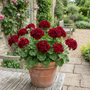 Geranium Calliope Dark Red Plants (Set of 3 or 6)
