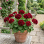 Set of 3 or 6 Large Plants-Geranium Calliope Dark Red, Ready To Plant In Your Garden