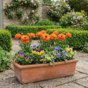 Ranunculus Vortex Orange Persian Buttercup Plants (Set of 3 or 6)