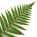 Dryopteris affinis Montana Male Fern Hardy Evergreen Perennial Plants (Set of 3 or 6)