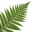 Set of 3 or 6 Dryopteris affinis Montana Male Fern Hardy Evergreen Perennial Plants, Shade Loving Garden Plant, 1L Root Ball