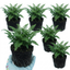 Set of 3 or 6 Soft Shield Fern Polystichum Plumosum Densum Plants, Hardy Evergreen Perennial, 1 Litre Root Ball