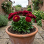 1 Bellis Habanera Red Hardy English Daisy Plant, Outdoor Garden Ready, 2 Litre Root Ball