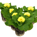 Primrose Cream Plants (Set of 3 or 6)
