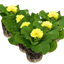 Set of 3 or 6 Outdoor Garden Ready Plants - Primrose Cream, 10.5 cm Rootball