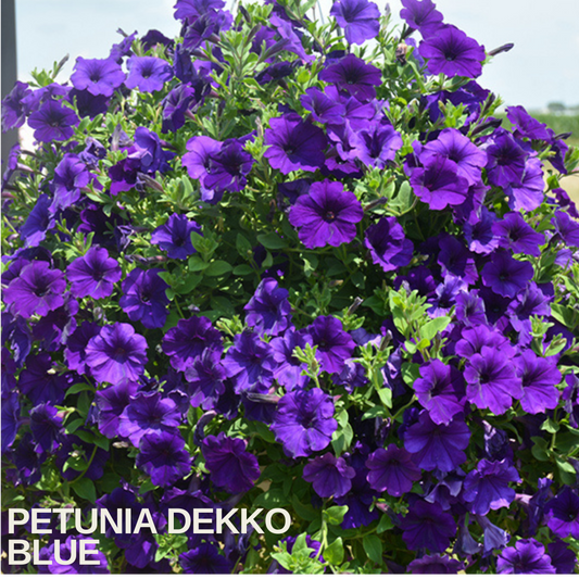 Mass of deep violet-blue trumpet-shaped petunia flowers cascading over a hanging basket of green foliage