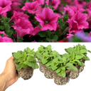 Petunia Surfinia Hot Pink Plants (Set of 3 or 6)