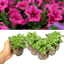 Set of 3 or 6 Large Plants - Petunia Surfinia Hot Pink, Outdoor Garden Ready