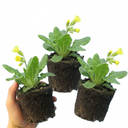 Primula veris Pure Yellow Plants (Set of 3 or 6)