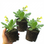 Set of 3 or 6 Primula veris Pure Yellow Hardy Perennial Plants, Spring Flowering, Outdoor Garden Ready, Root-Ball