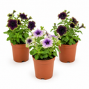 Set of 3 or 6 Petunia Amazonas Mixed Plants, 1 Litre Pots, Summer Bedding