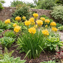 Freesia Gold River Outdoor Garden Plants