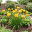 1 Freesia Gold River Outdoor Garden Plant, Fragrant Hardy Summer Flowering Perennial, 2 Litre Root Ball