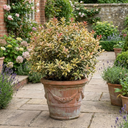 Osmanthus Goshiki Variegated Evergreen Shrub Plant