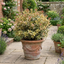 1 Osmanthus Goshiki Variegated Evergreen Shrub, Hardy Outdoor Garden Ready, 19cm Root-Ball