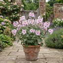Lavatera Barnsley Baby Hardy Mallow Plants