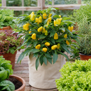 Sweet Pepper Plants