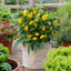 1 Sweet Pepper Live Plant, Snack Yellow Variety, Grow Your Own Peppers, Patio Garden Ready, 2 Litre Root Ball